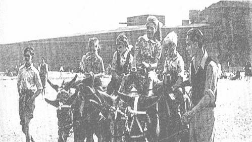 Donkey Rides date unknown