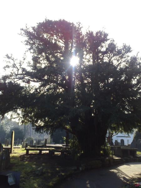 The Yew Tree